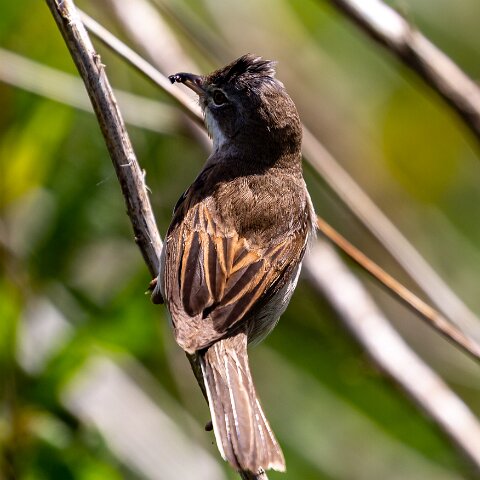 Whitethroat-17