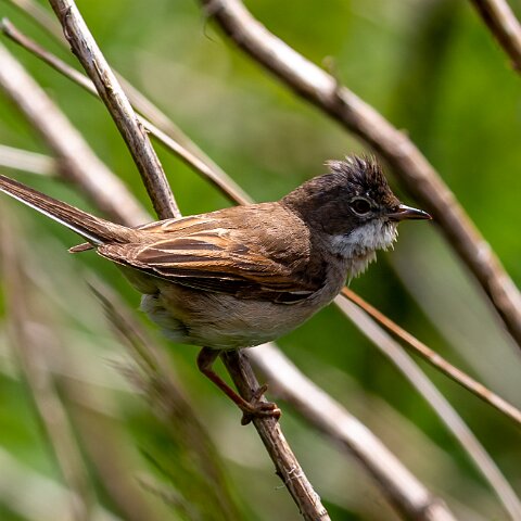 Whitethroat-18