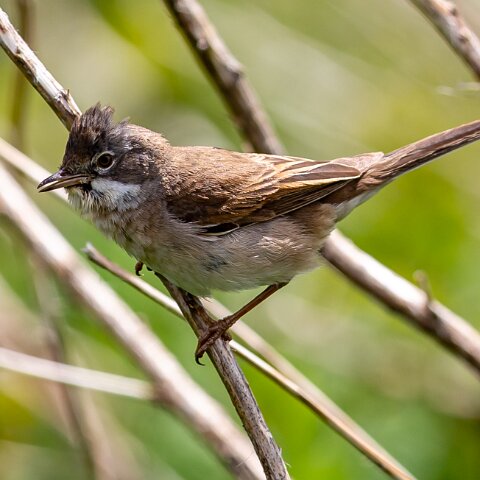 Whitethroat-19