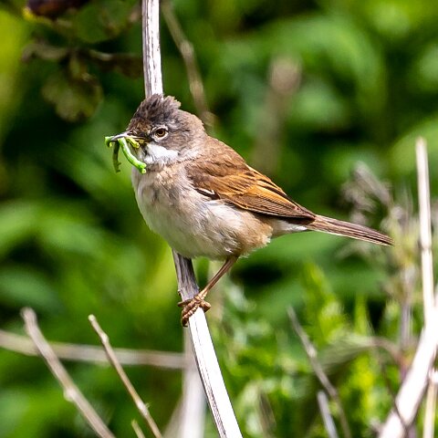 Whitethroat-2