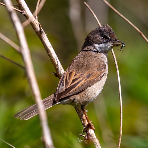Whitethroat-20
