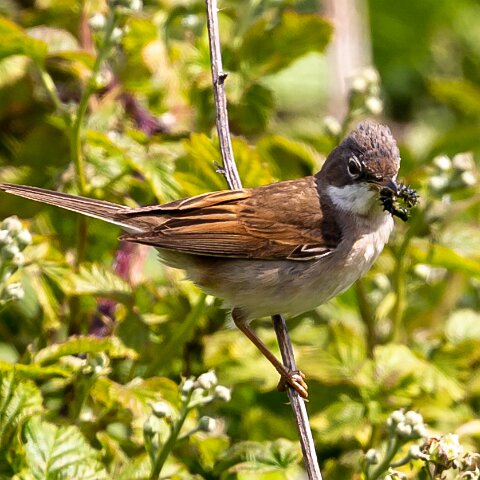 Whitethroat-3