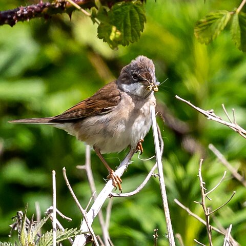 Whitethroat-4