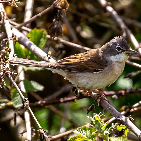 Whitethroat-5