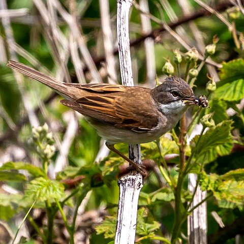 Whitethroat-6
