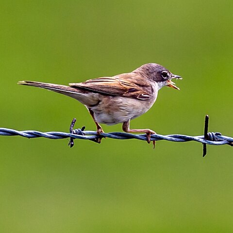 Whitethroat-7