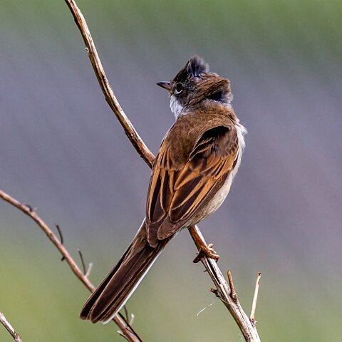 Whitethroat-8
