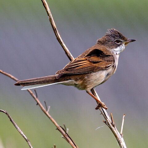 Whitethroat-9