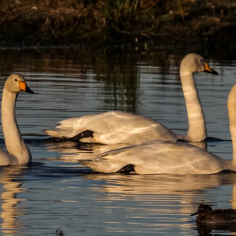 Whooper-Swan-1