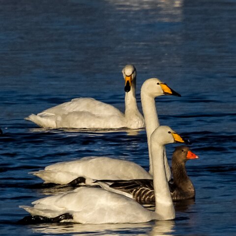 Whooper-Swan-2