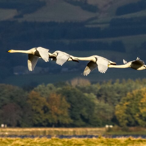 Whooper-Swan-2012-10-15-5