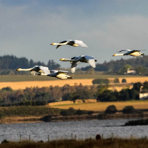 Whooper-Swan-3