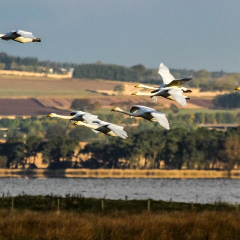 Whooper-Swan-4
