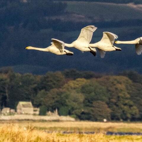 Whooper-Swan-6