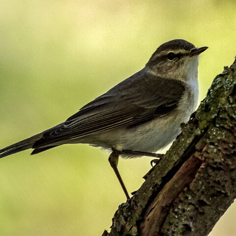 Willow-Warbler-1
