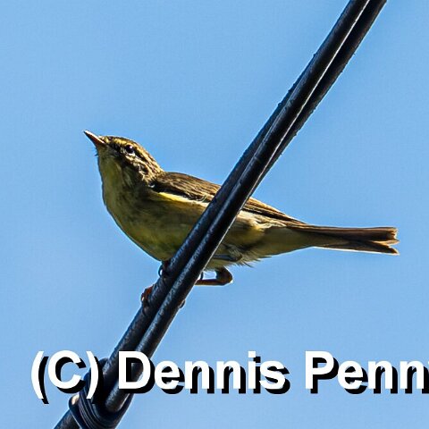 Willow-Warbler-10