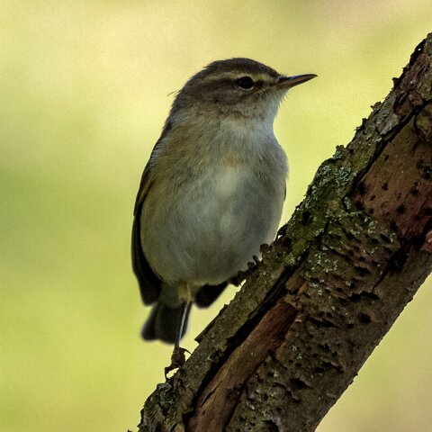 Willow-Warbler-2