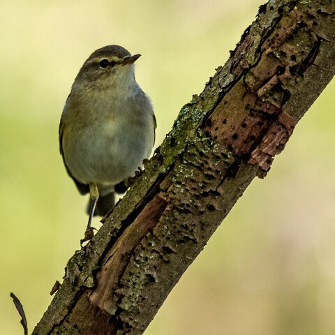 Willow-Warbler-3