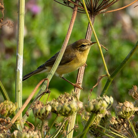 Willow-Warbler-4