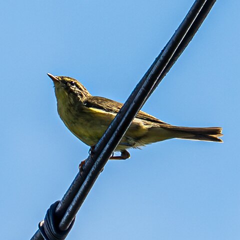 Willow-Warbler-5