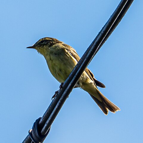 Willow-Warbler-6