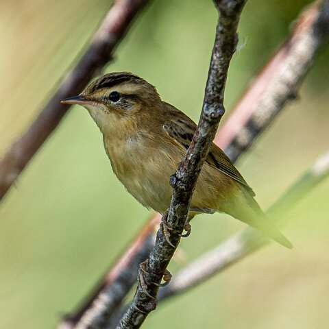 Willow-Warbler-8