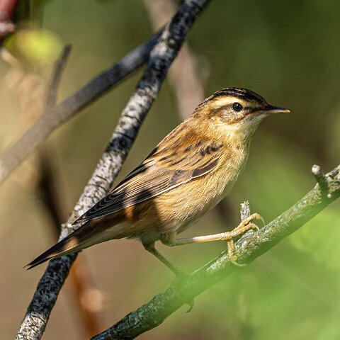 Willow-Warbler-9