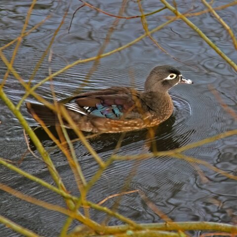 Wood-Duck-1