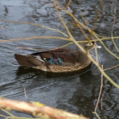 Wood-Duck-2
