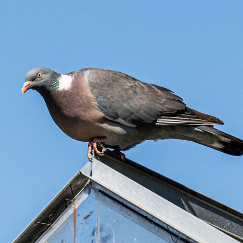 Wood-Pigeon (229)