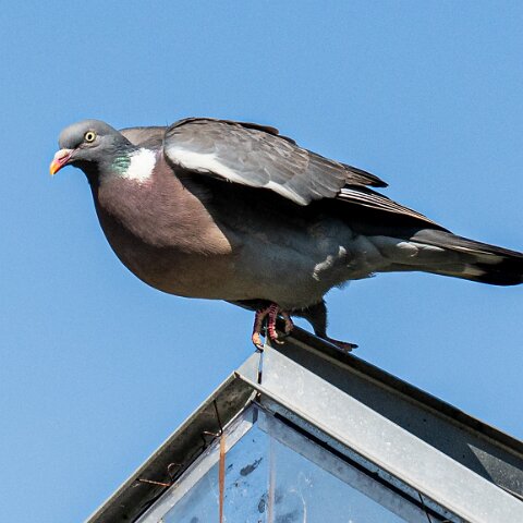 Wood-Pigeon (230)