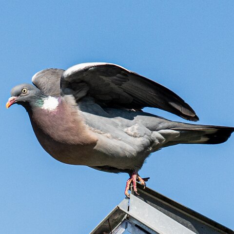Wood-Pigeon (231)