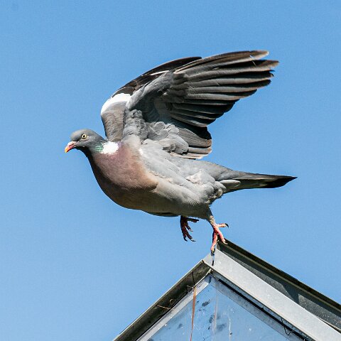 Wood-Pigeon (232)