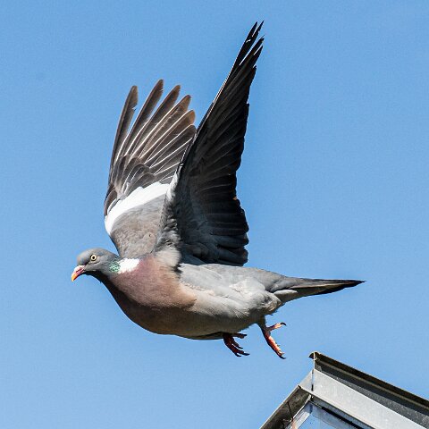 Wood-Pigeon (233)