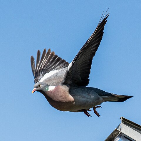 Wood-Pigeon (234)