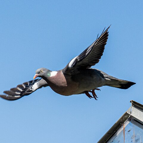 Wood-Pigeon (235)