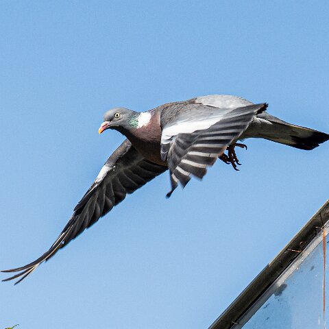 Wood-Pigeon (236)