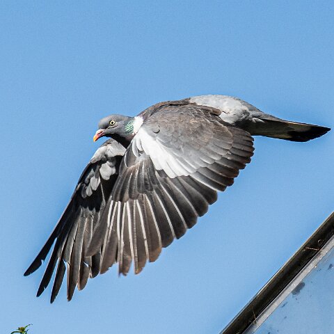 Wood-Pigeon (237)