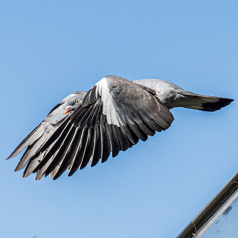 Wood-Pigeon (238)