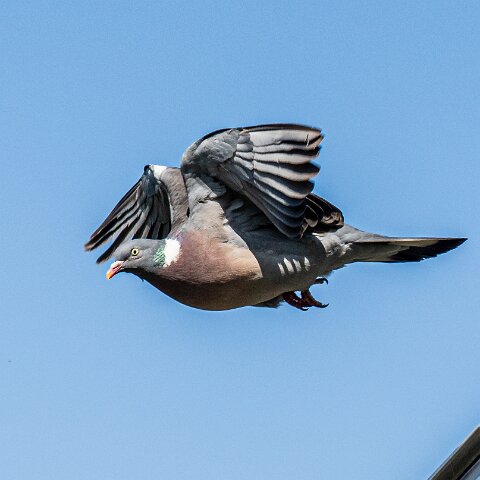 Wood-Pigeon (239)