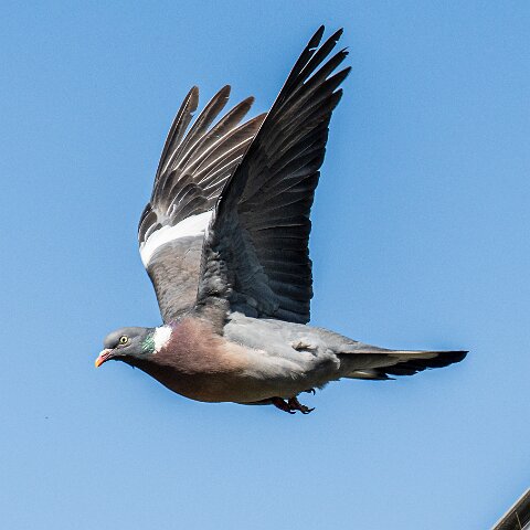 Wood-Pigeon (240)