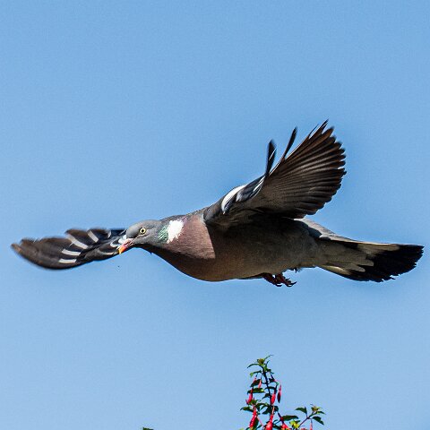 Wood-Pigeon (241)