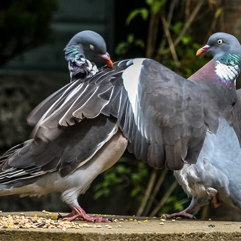 Wood-Pigeon-2