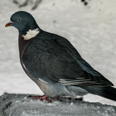 Wood-Pigeon-3