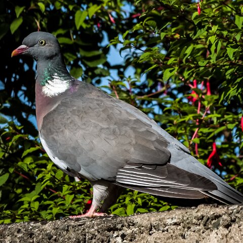 Wood-Pigeon-4