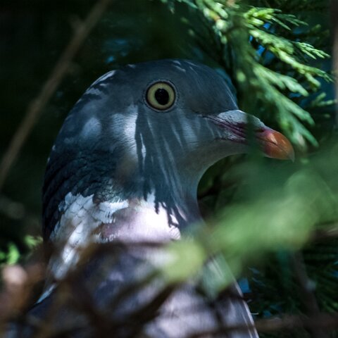 Wood-Pigeon-5