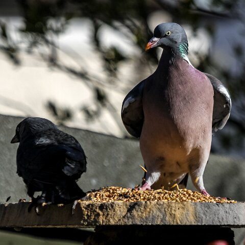 Wood-Pigeon-7