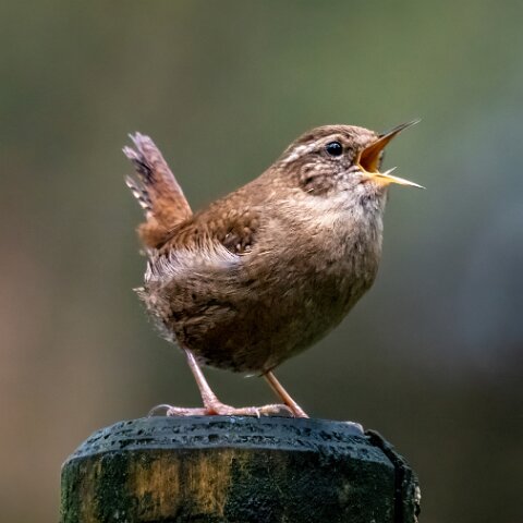 Wren-10