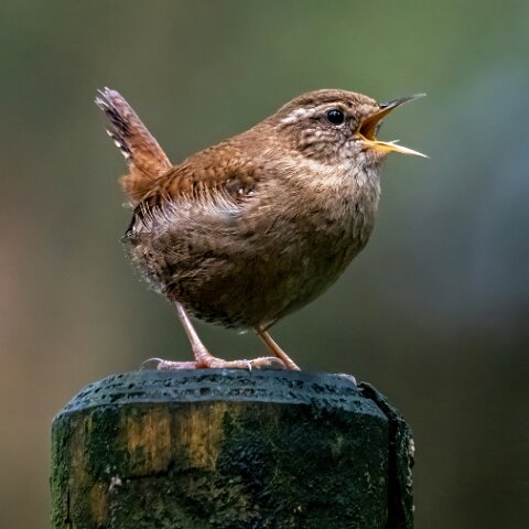 Wren-11