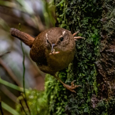 Wren-12